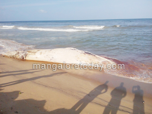 Another dead whale spotted; this time in Tannirbavi Beach 2